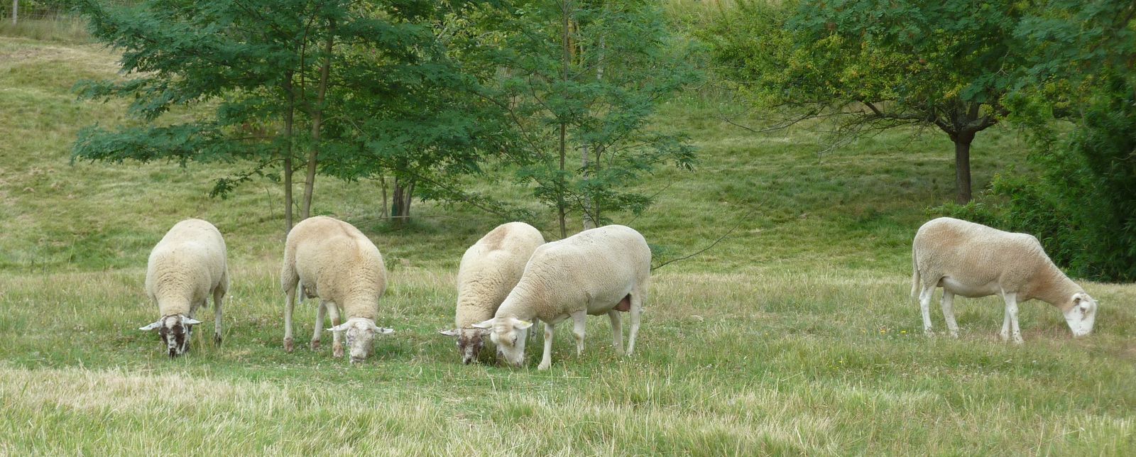Moutons, juillet 2017